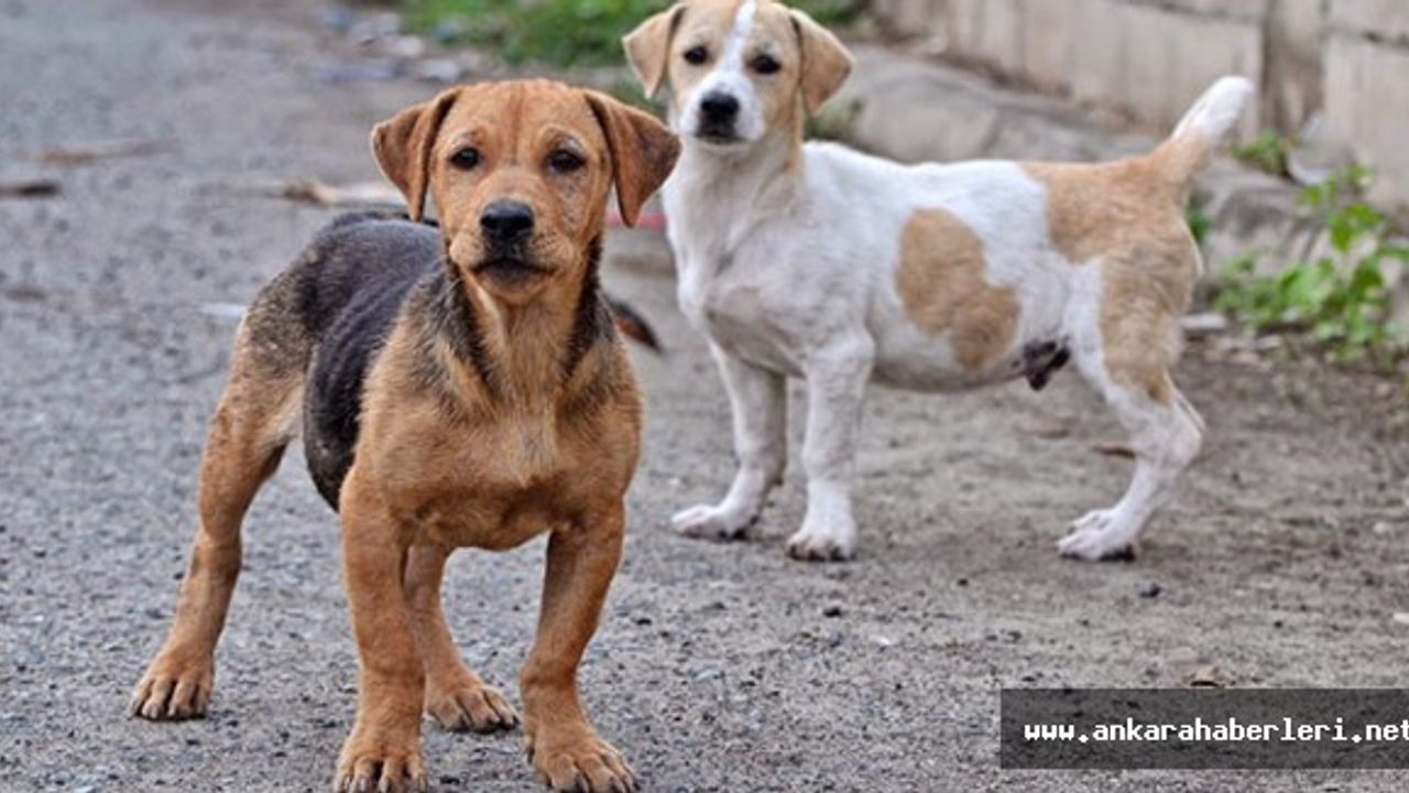 Başkan Tuna: Ankara'da köpek satışları yasaklansın