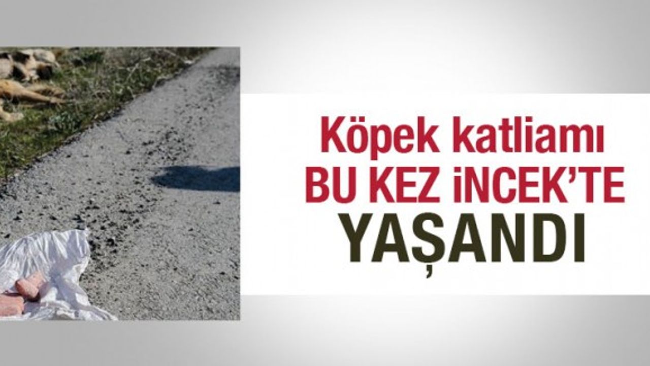 Ankara'da yine köpek katliamı
