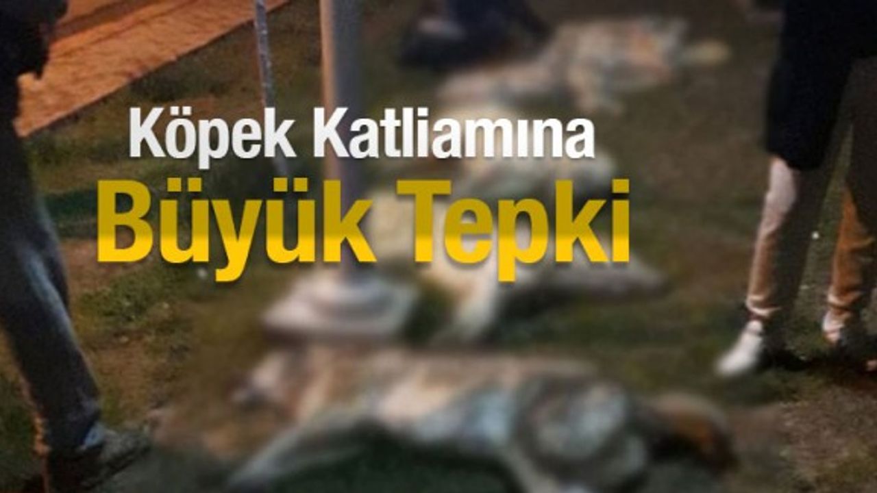 Ankara'daki köpek katliamına büyük tepki