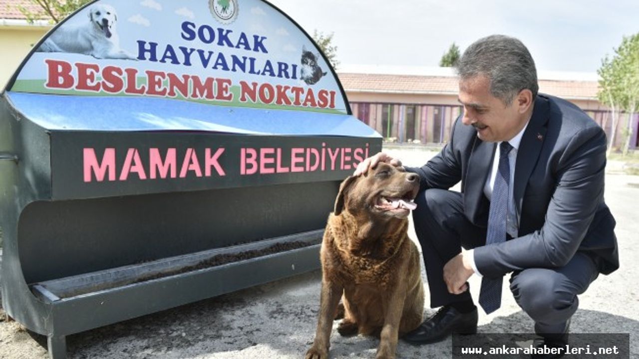 Mamak Belediyesi köpek sahiplenene 500 TL destek veriyor