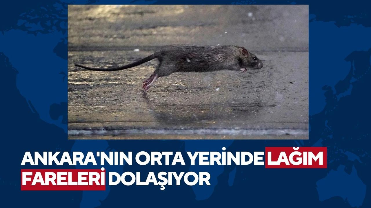 Ankara'da sokakları fareler bastı