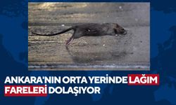 Ankara'da caddeleri fareler bastı