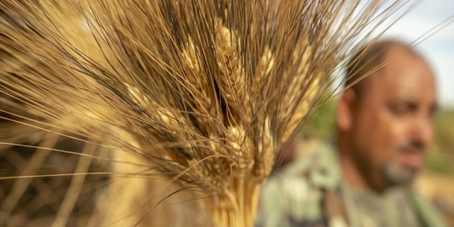 Ankara'da hainler boş araziye 50 ton buğday döktü