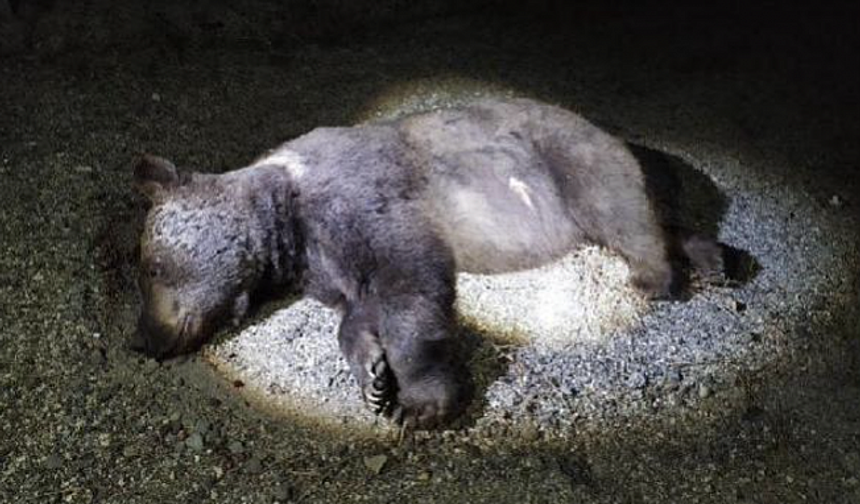 Ankara'da yola çıkan boz ayıya araba çarptı