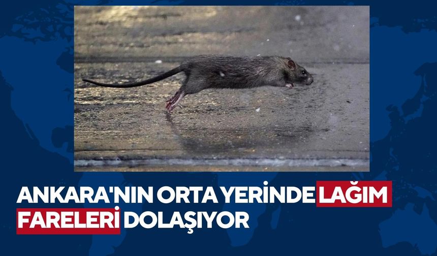 Ankara'da caddeleri fareler bastı
