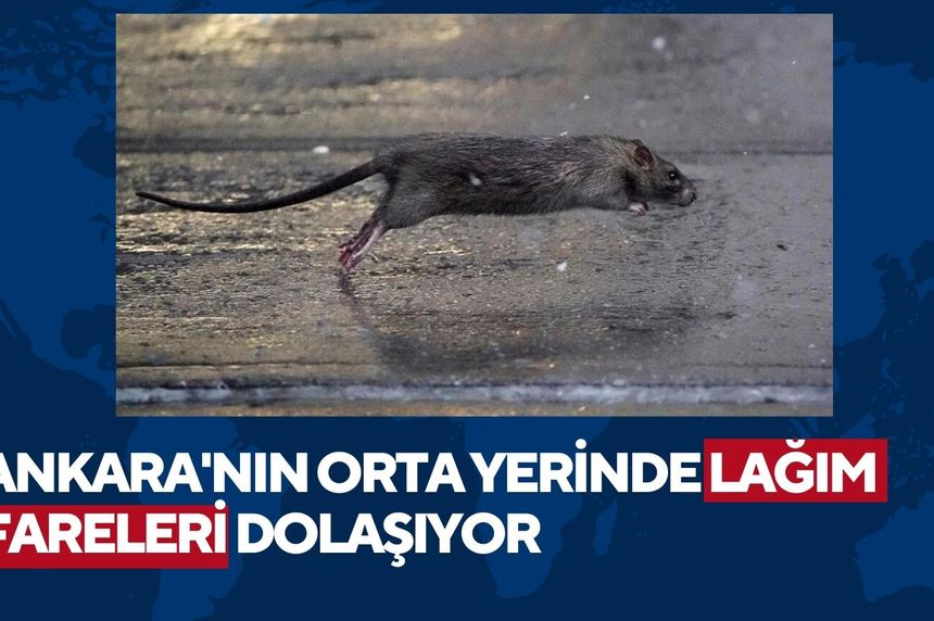 Ankara'da sokakları fareler bastı